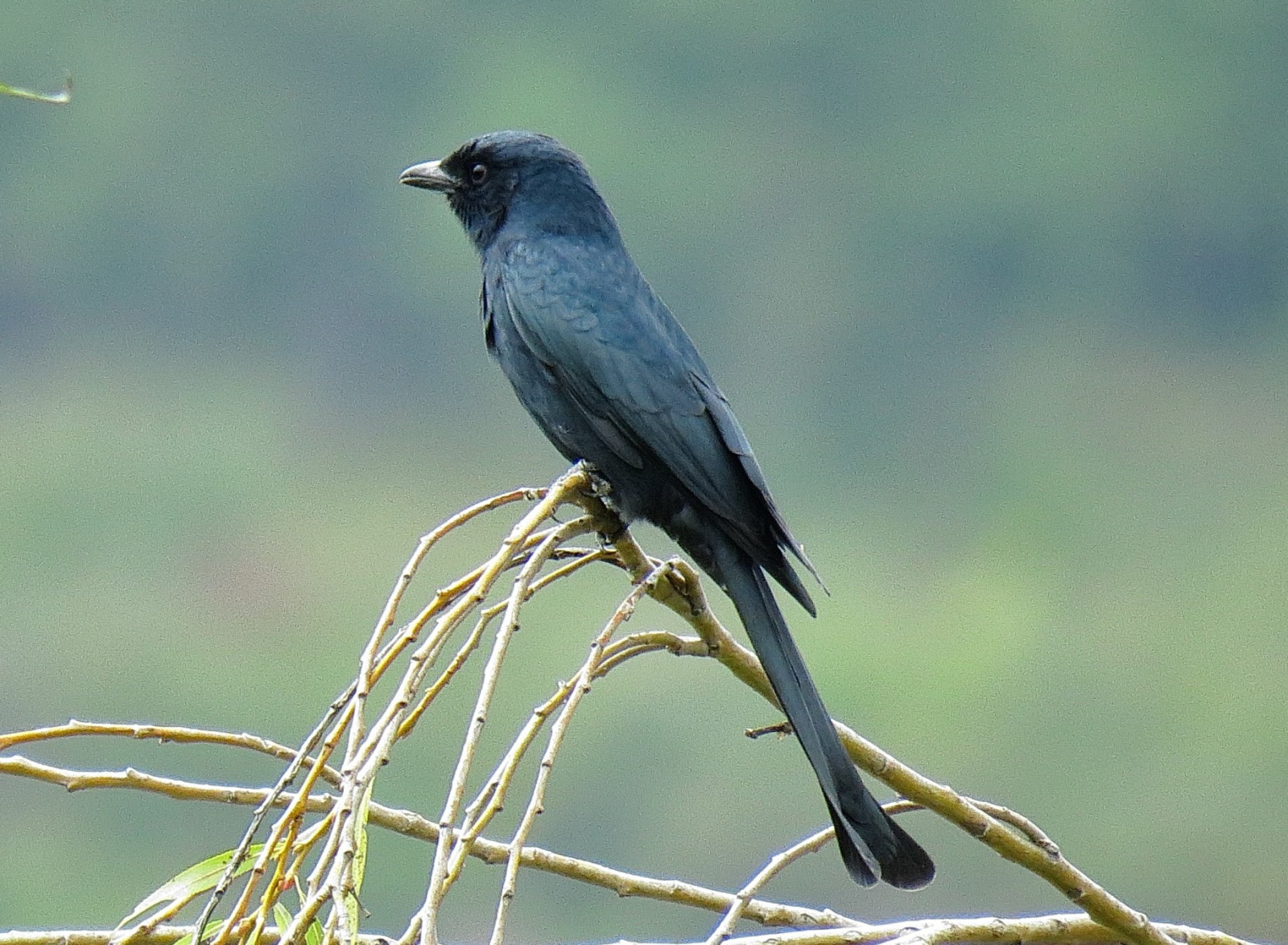 image Black Drongo